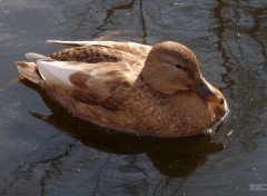  Animaux Canard leucisme