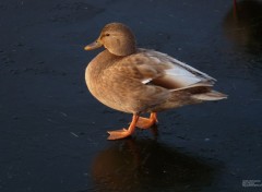  Animaux Canard leucisme