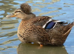  Animaux Canard hupp  couette