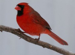  Animals Cardinal rouge