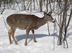  Animaux Cerf de Virginie