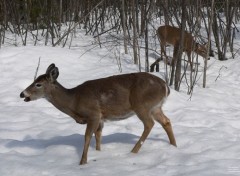  Animaux Cerf de Virginie