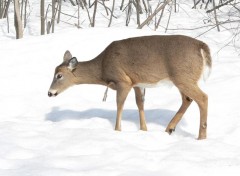  Animaux Cerf de Virginie