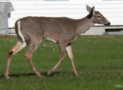  Animaux Cerf de Virginie