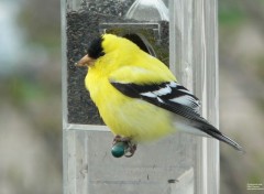  Animals Chardonneret jaune