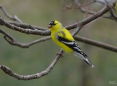  Animals Chardonneret jaune