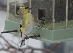  Animals Chardonneret jaune