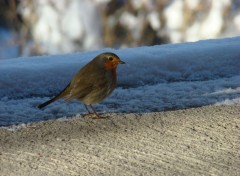  Animaux Image sans titre N318339