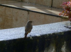  Animaux Rouge Queue