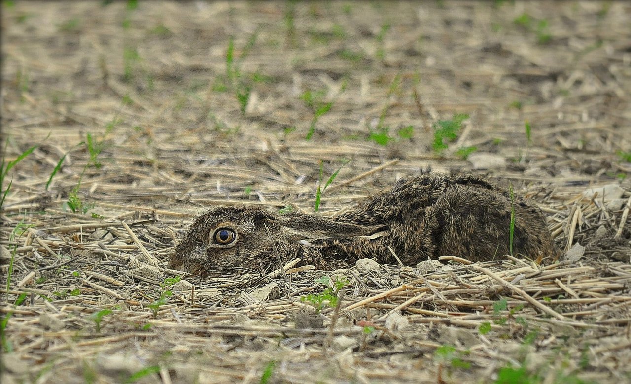 Wallpapers Animals Rabbits Lièvre au gîte 