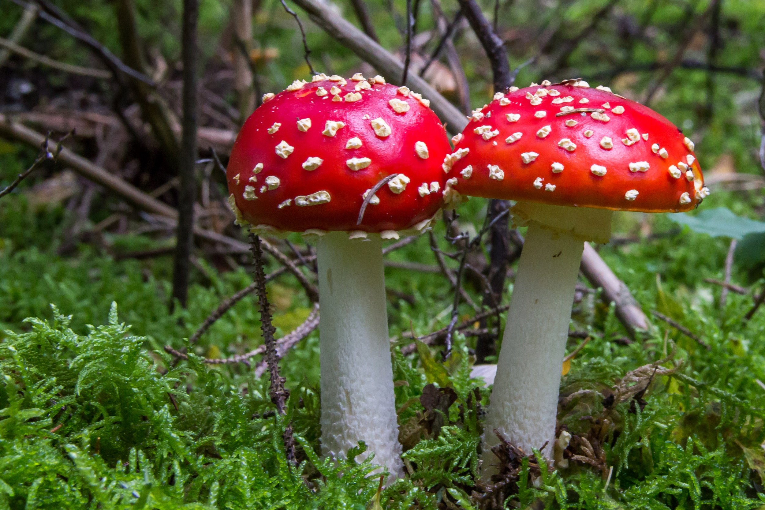 Fonds d'cran Nature Champignons chapeau rouge