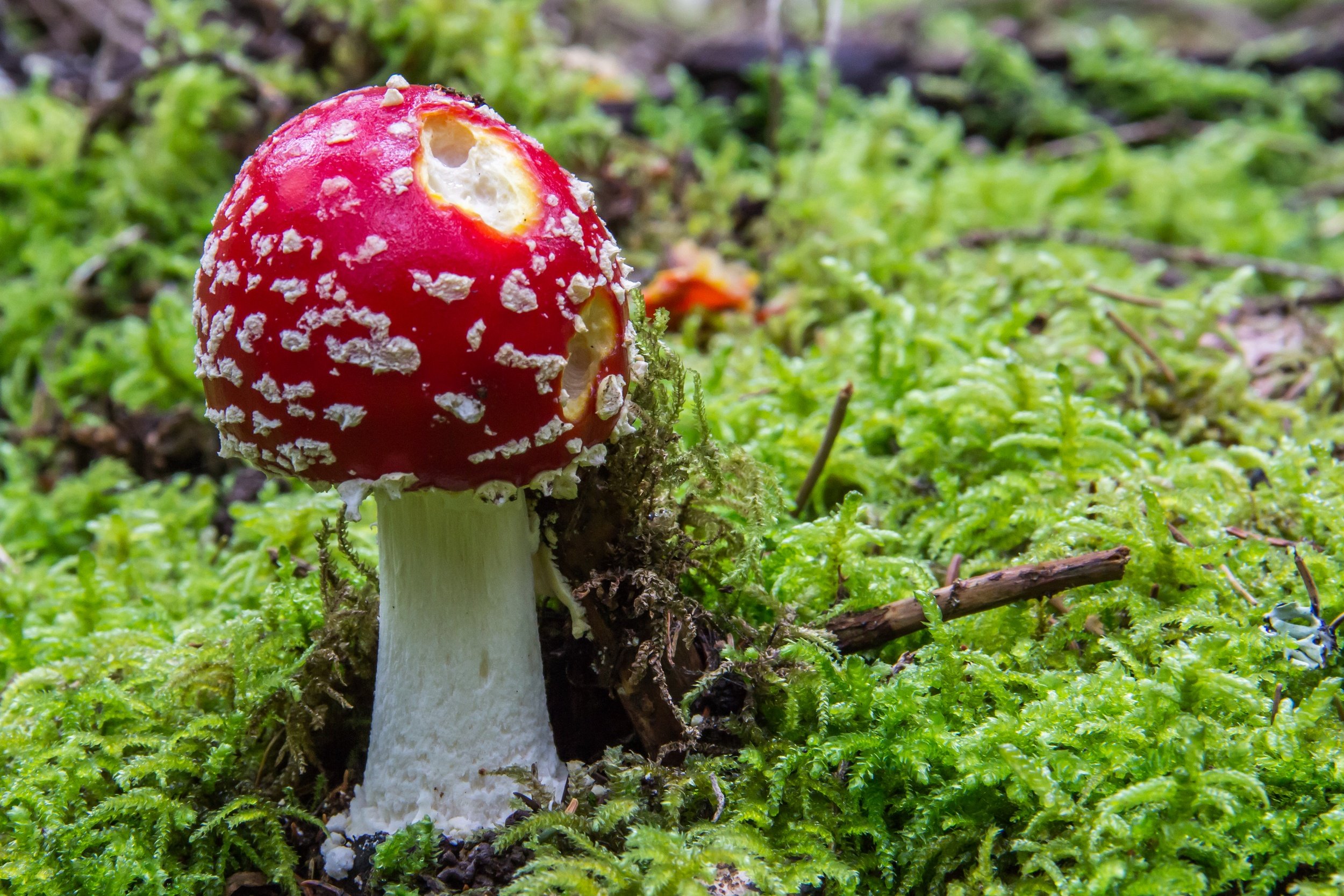 Wallpapers Nature Mushrooms chapeau rouge