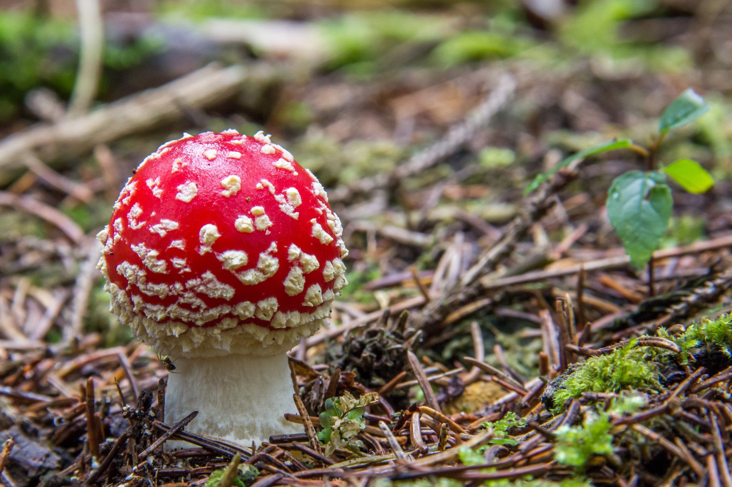 Wallpapers Nature Mushrooms chapeau rouge