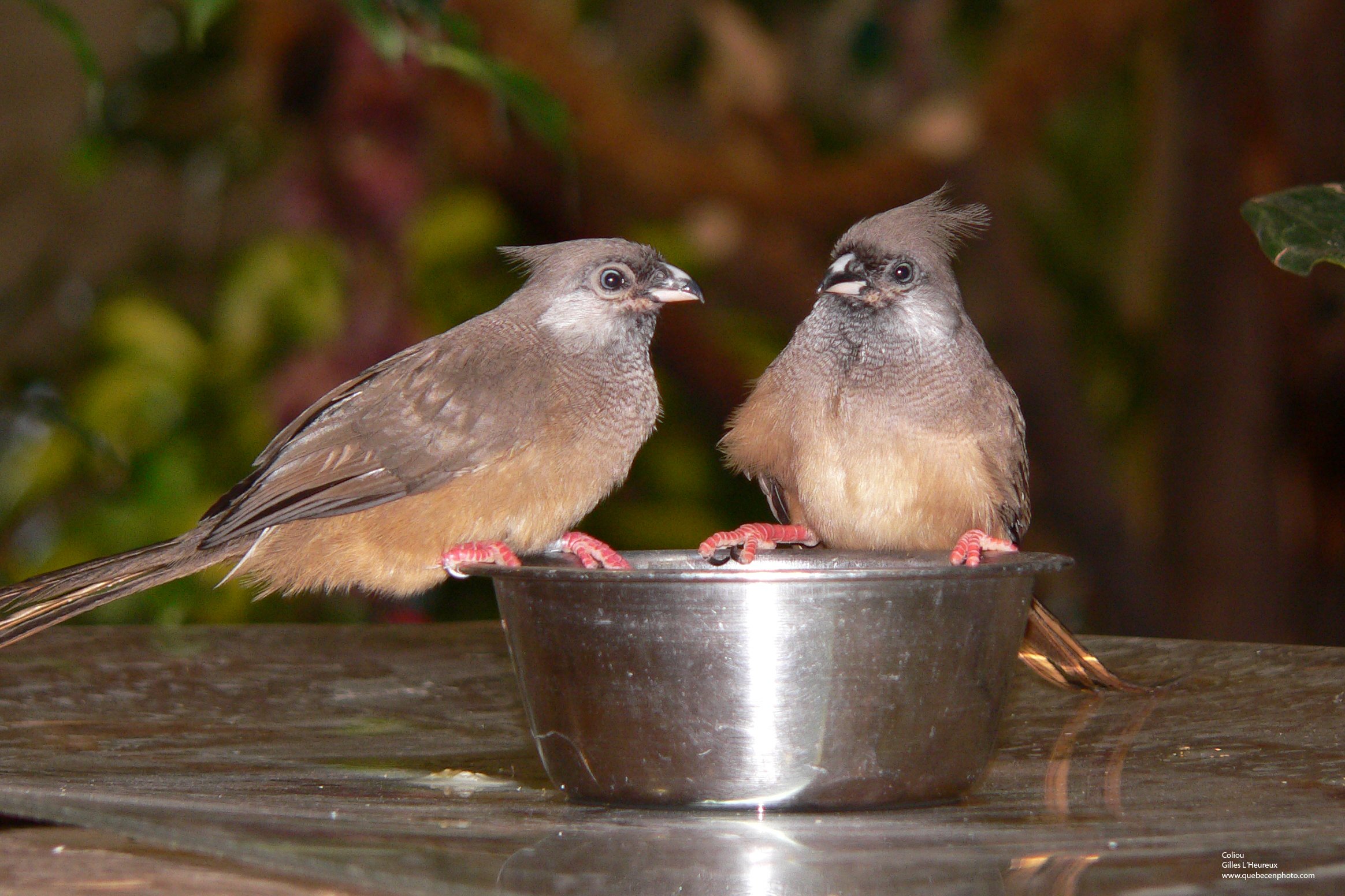 Fonds d'cran Animaux Oiseaux - Coliou Coliou