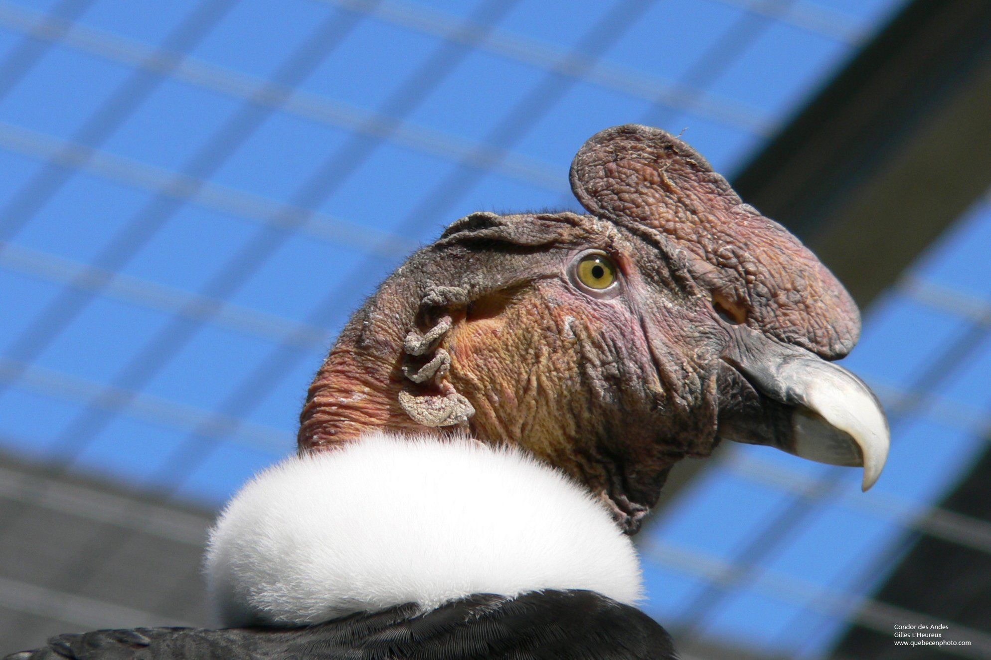 Fonds d'cran Animaux Oiseaux - Condors Condor des Andes