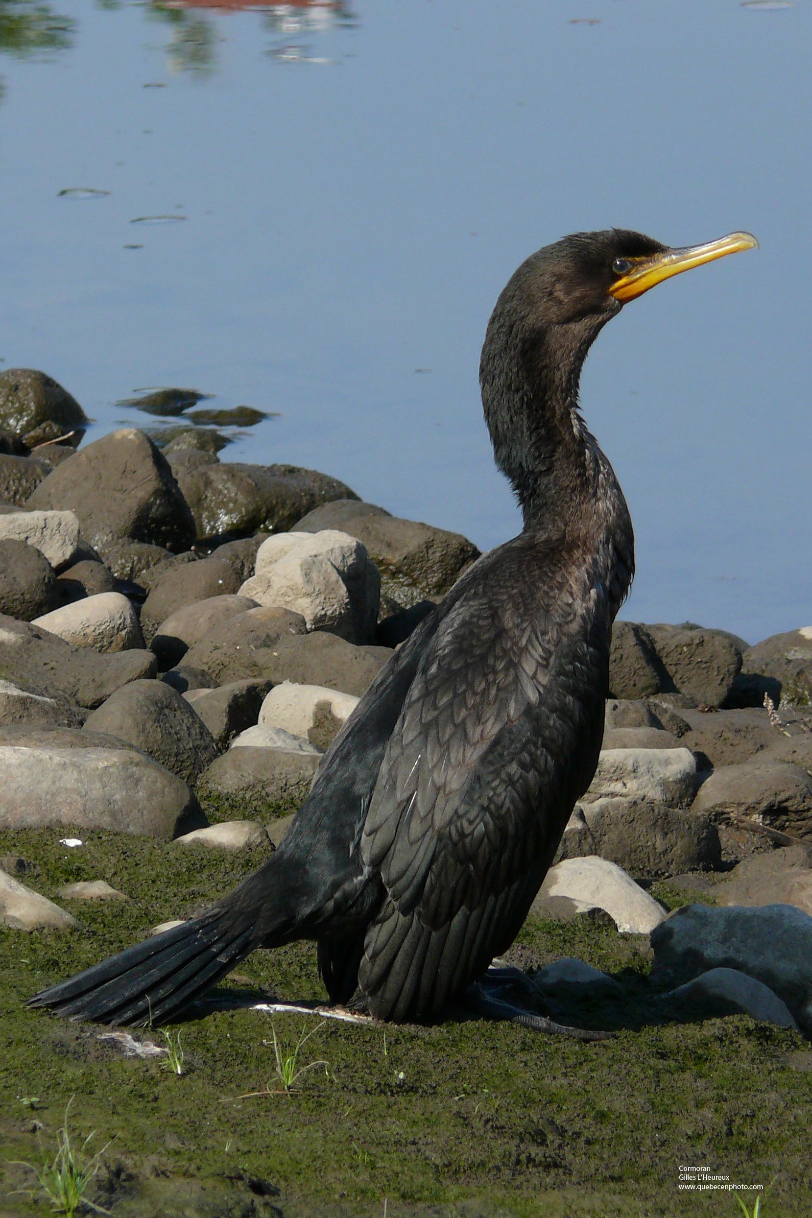 Fonds d'cran Animaux Oiseaux - Cormorans Cormoran  aigrettes