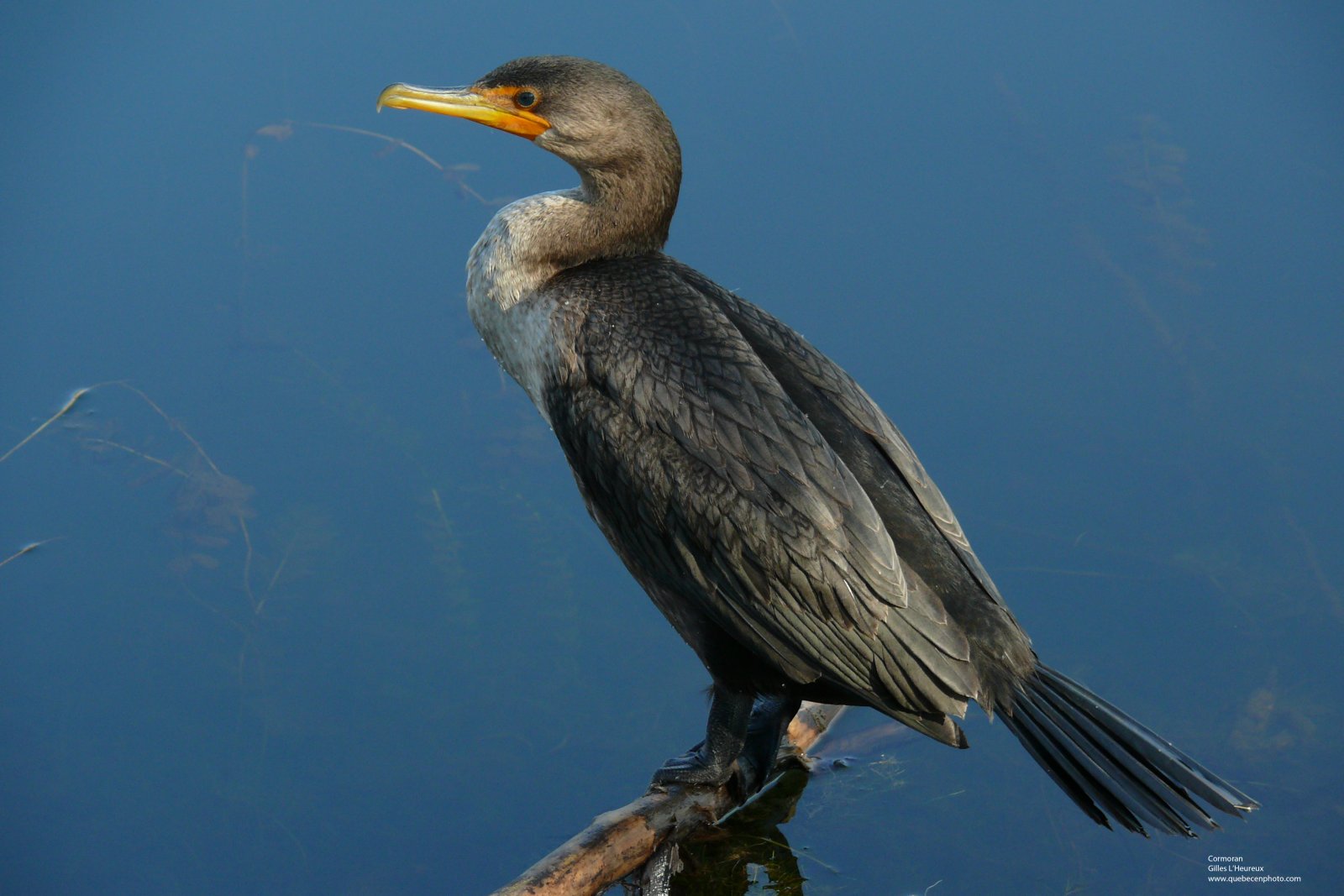 Fonds d'cran Animaux Oiseaux - Cormorans Cormoran  aigrettes