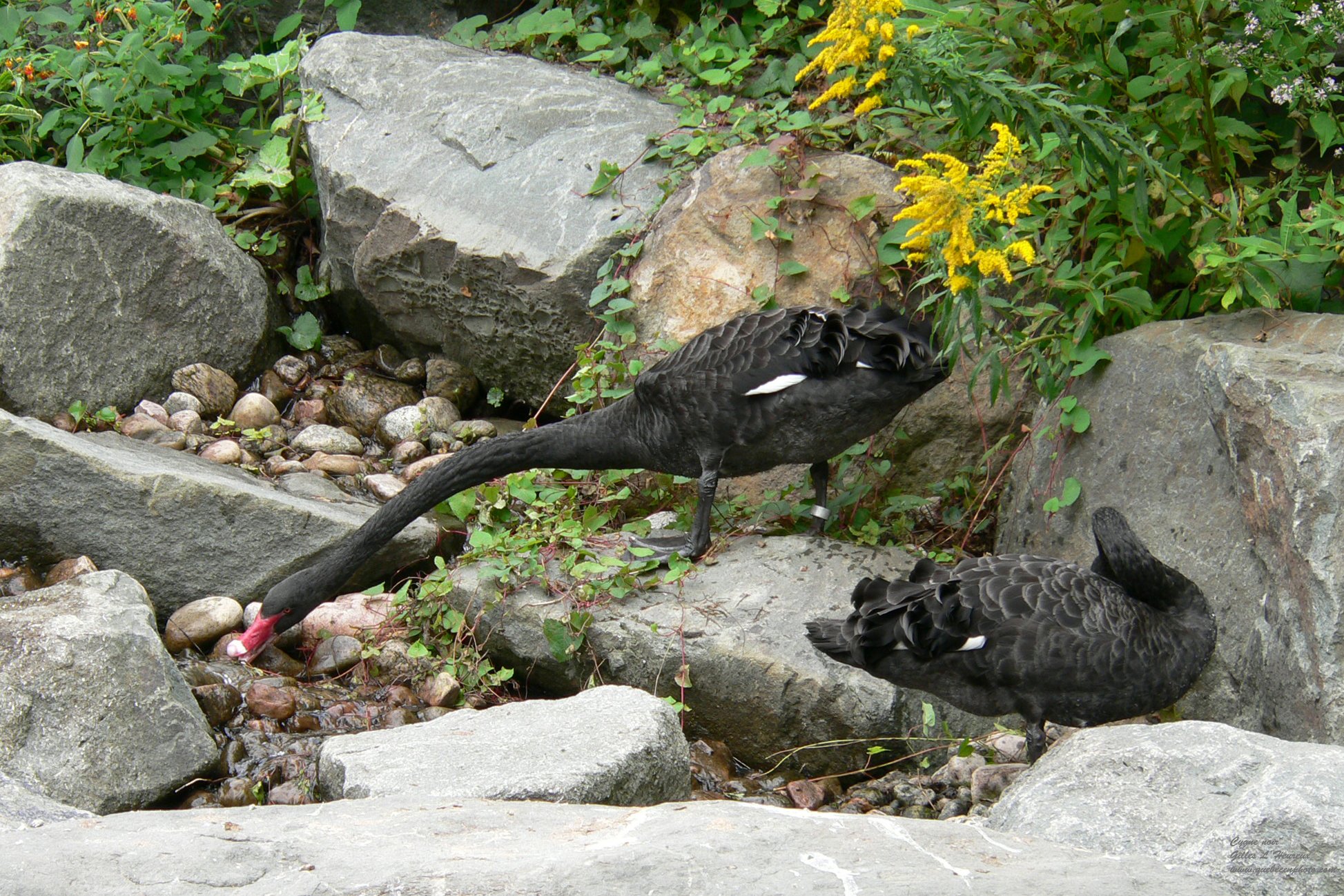 Fonds d'cran Animaux Oiseaux - Cygnes Cygne noir