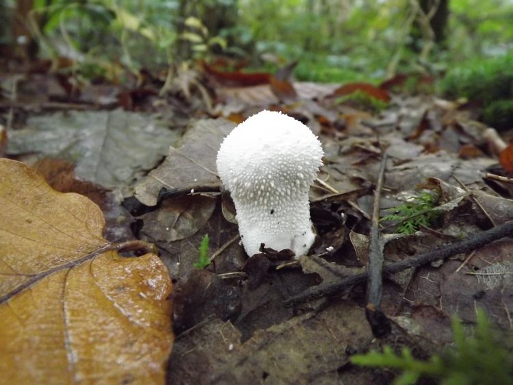 Fonds d'cran Nature Champignons la pouss