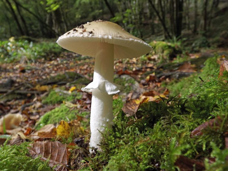 Fonds d'cran Nature Champignons la poussée