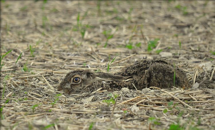 Fonds d'cran Animaux Lapins - Livres Lièvre au gîte 