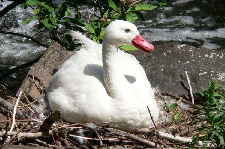 Fonds d'cran Animaux Oiseaux - Cygnes Cygne Coscoroba