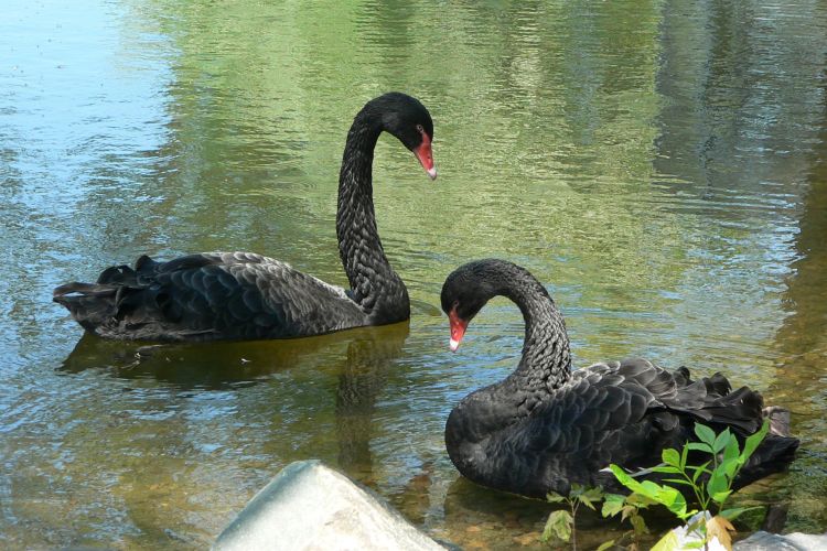 Fonds d'cran Animaux Oiseaux - Cygnes Cygne noir