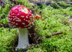  Nature chapeau rouge