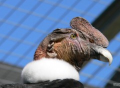  Animals Condor des Andes