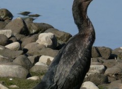  Animals Cormoran  aigrettes