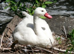  Animaux Cygne Coscoroba