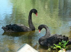  Animals Cygne noir