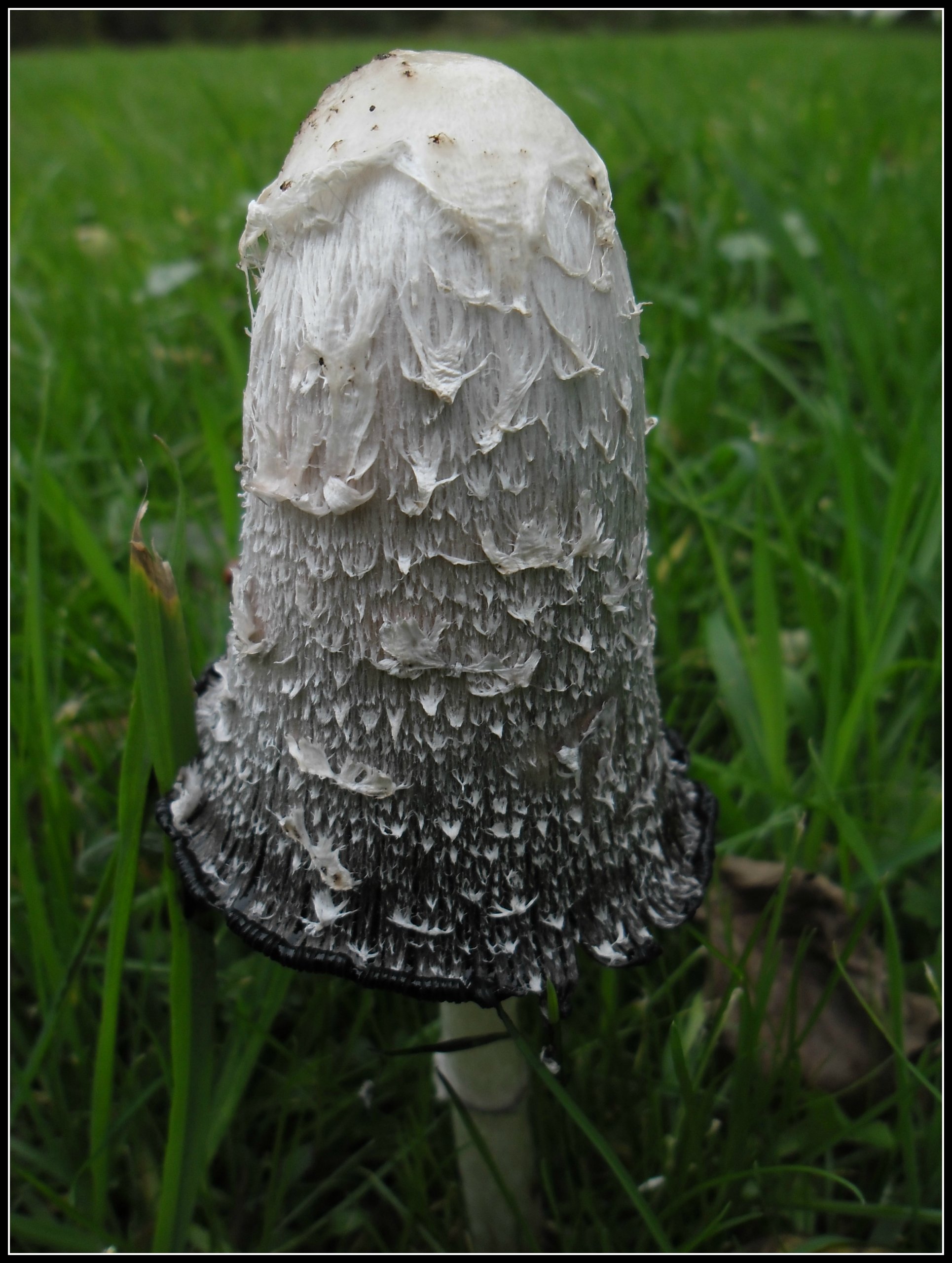 Fonds d'cran Nature Champignons 