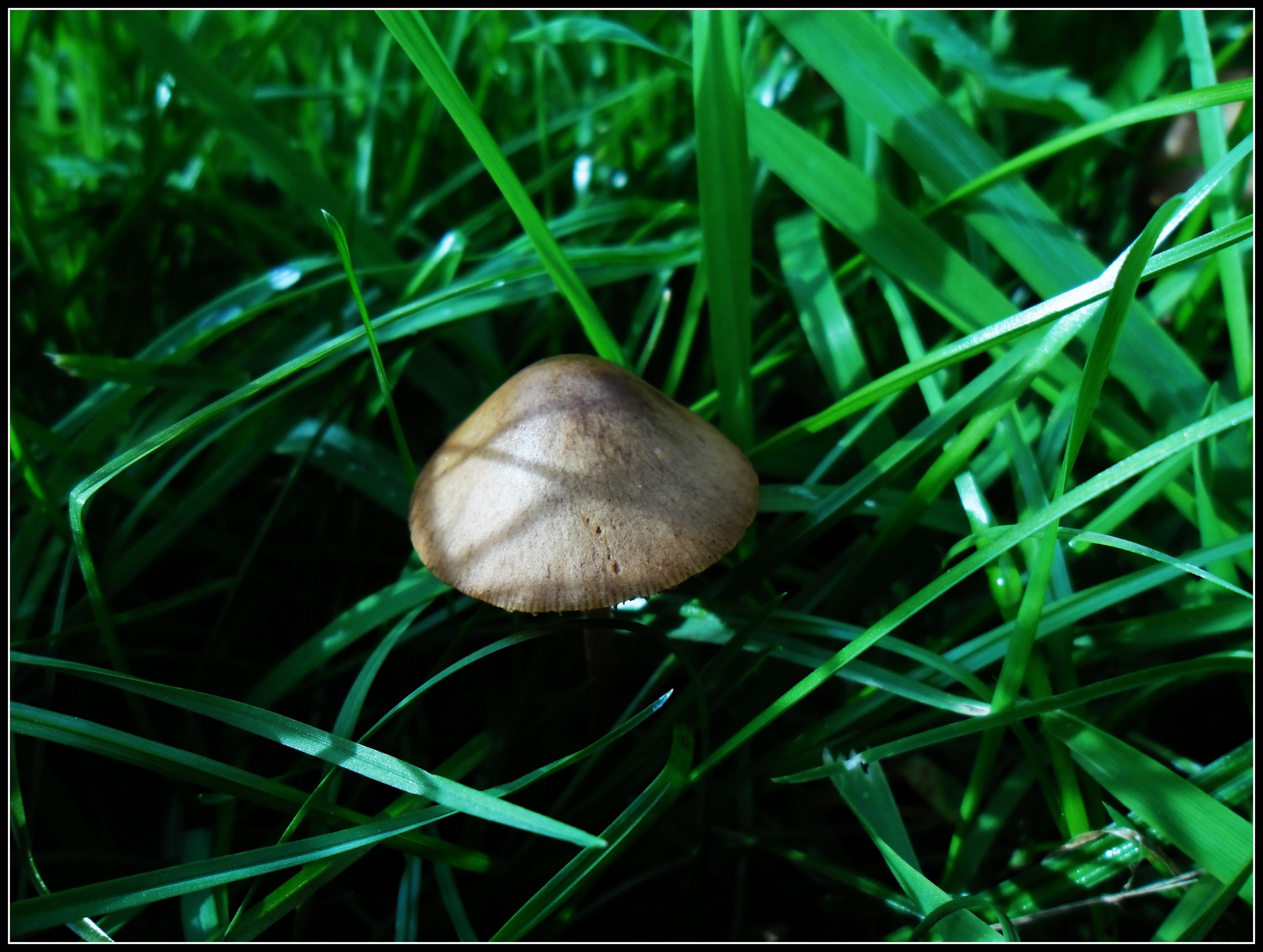 Fonds d'cran Nature Champignons 