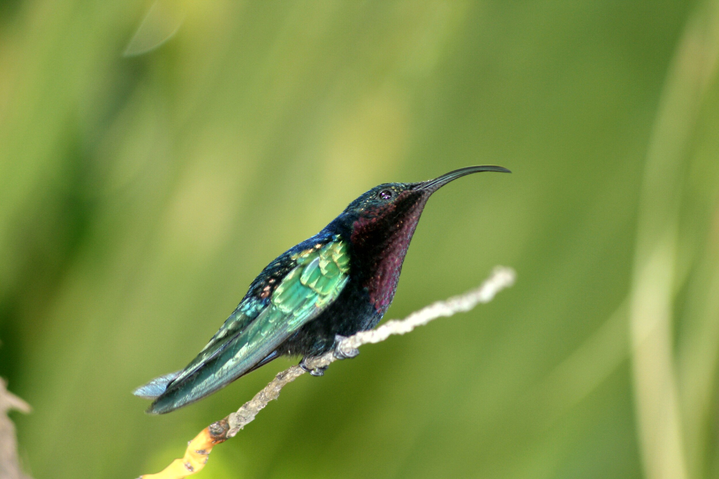 Fonds d'cran Animaux Oiseaux - Divers 