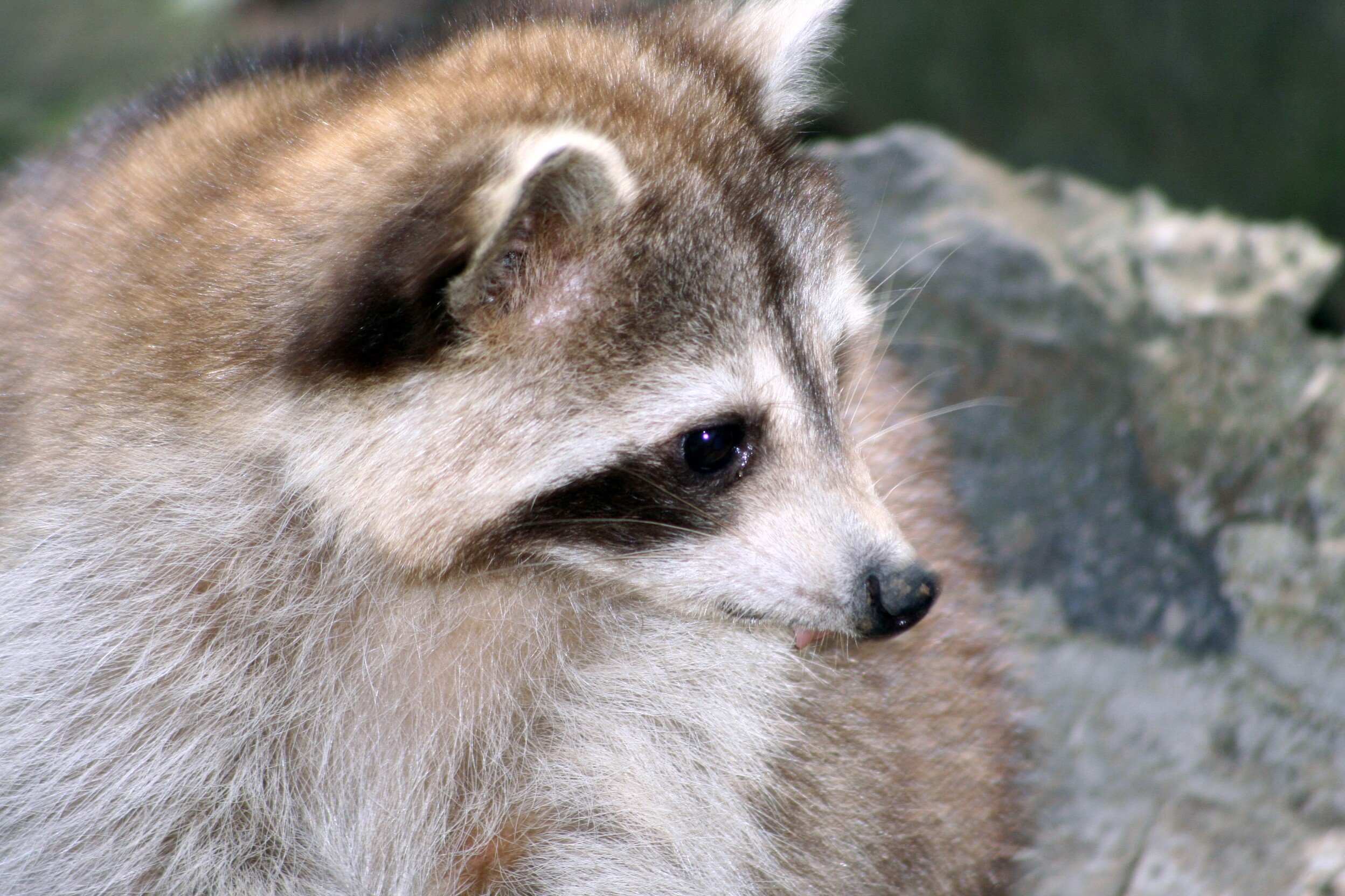 Fonds d'cran Animaux Ratons Laveurs 