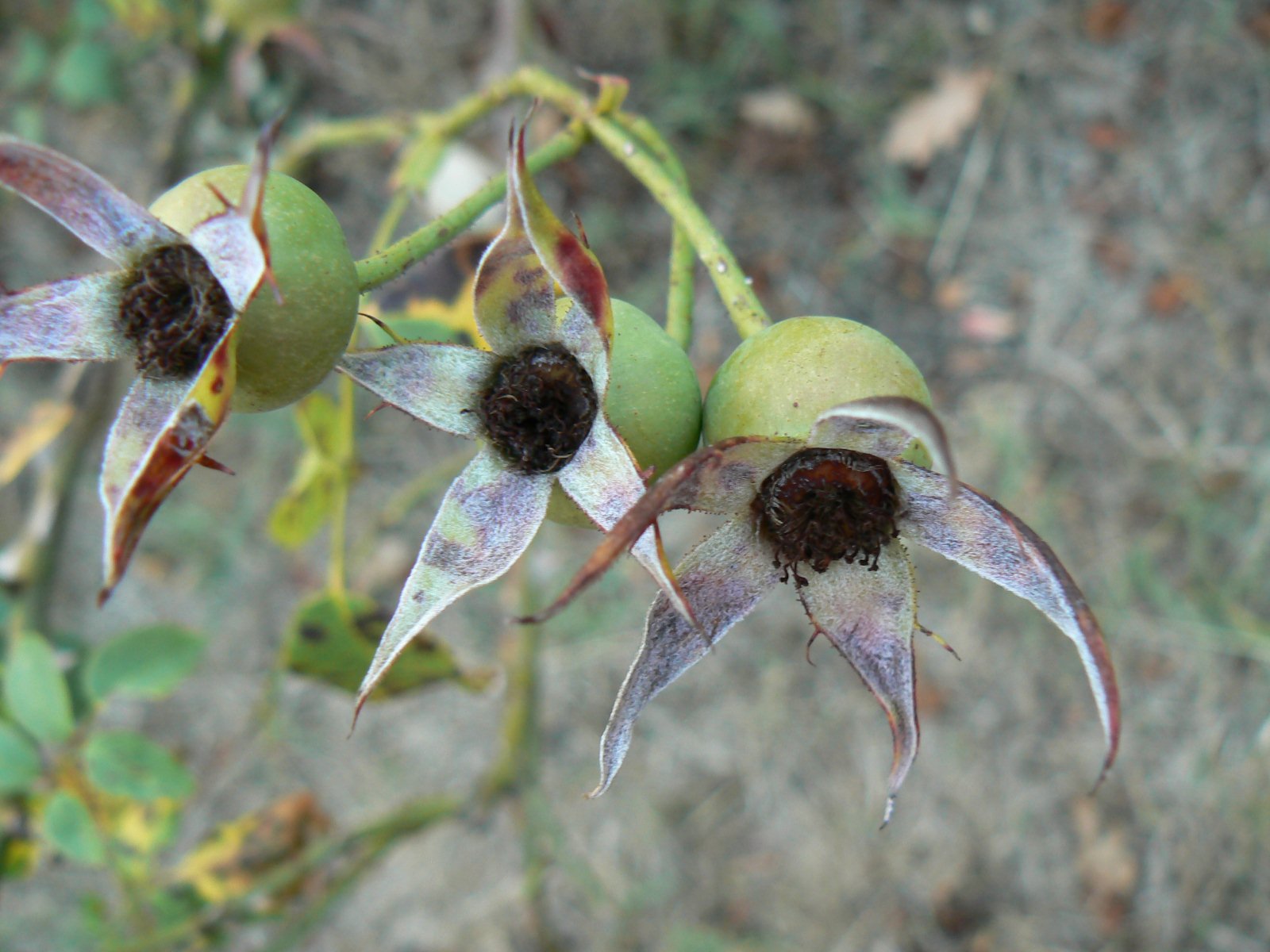 Fonds d'cran Nature Fleurs Joli trio