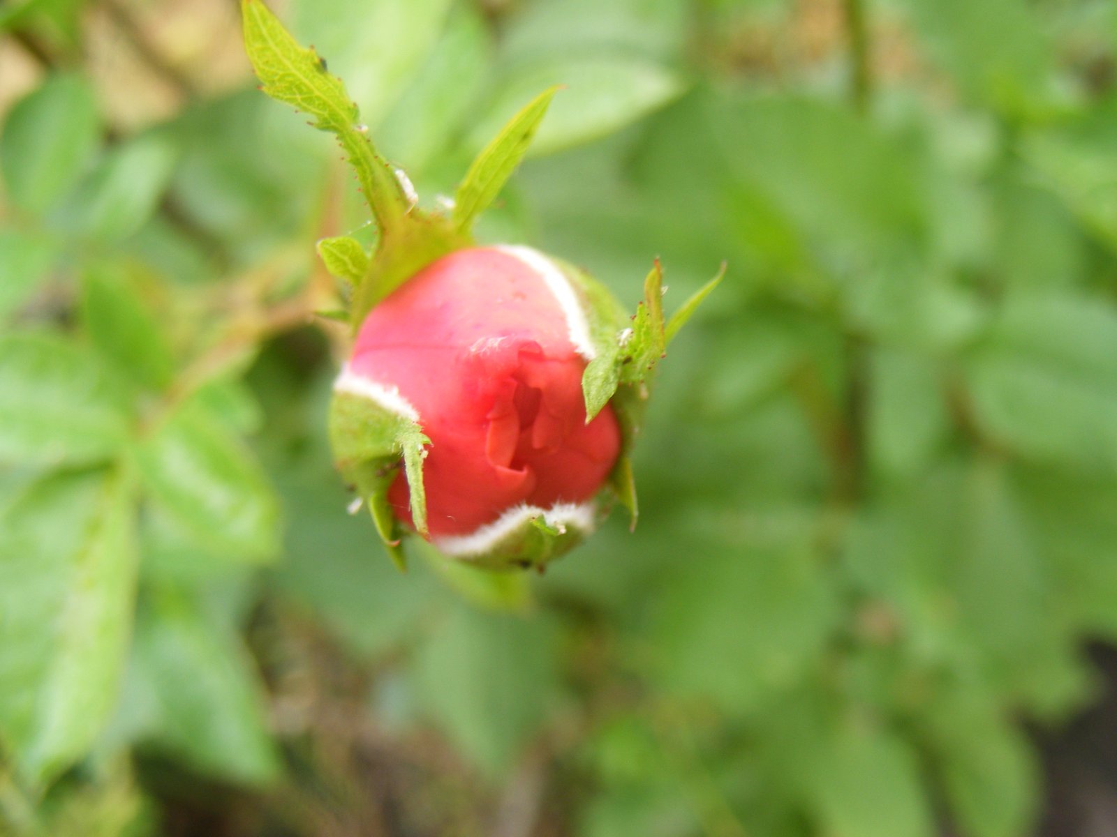 Fonds d'cran Nature Fleurs Sur le point d'clore