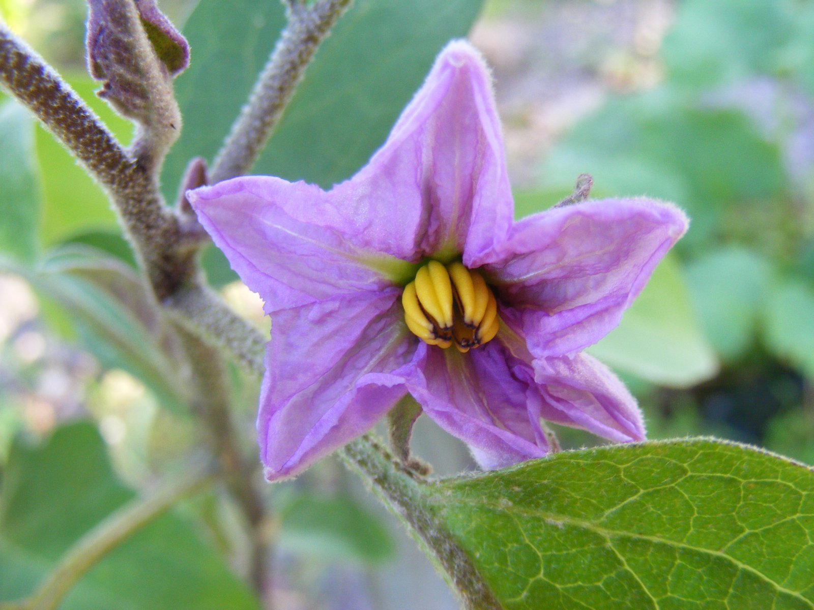 Fonds d'cran Nature Fleurs Fleur d'aubergine