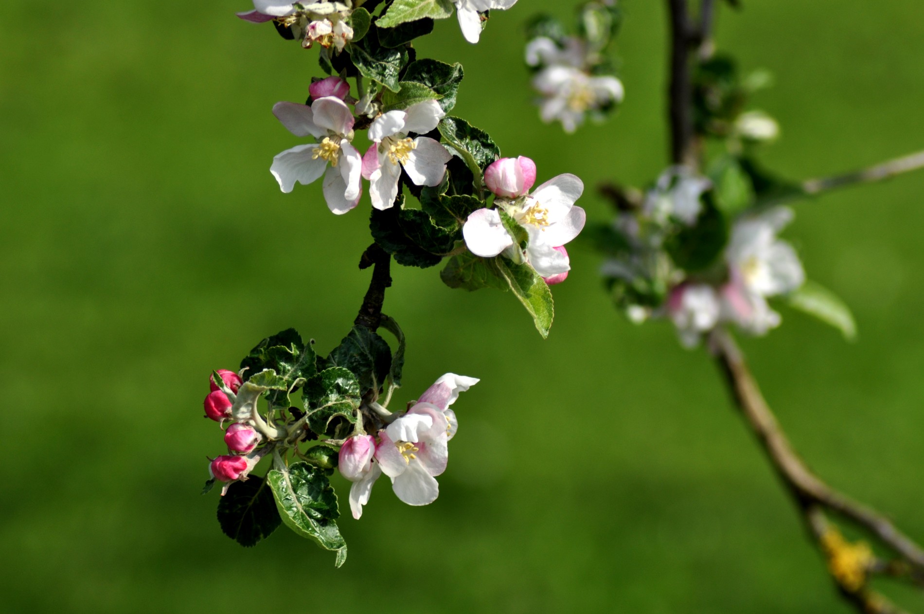 Fonds d'cran Nature Fleurs 