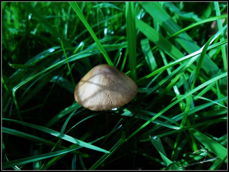 Fonds d'cran Nature Champignons Wallpaper N318578