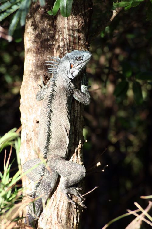 Fonds d'cran Animaux Lzards - Iguanes Wallpaper N318611