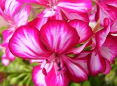  Nature Fleurs roses