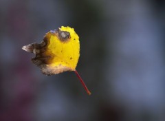  Nature Chute d'automne