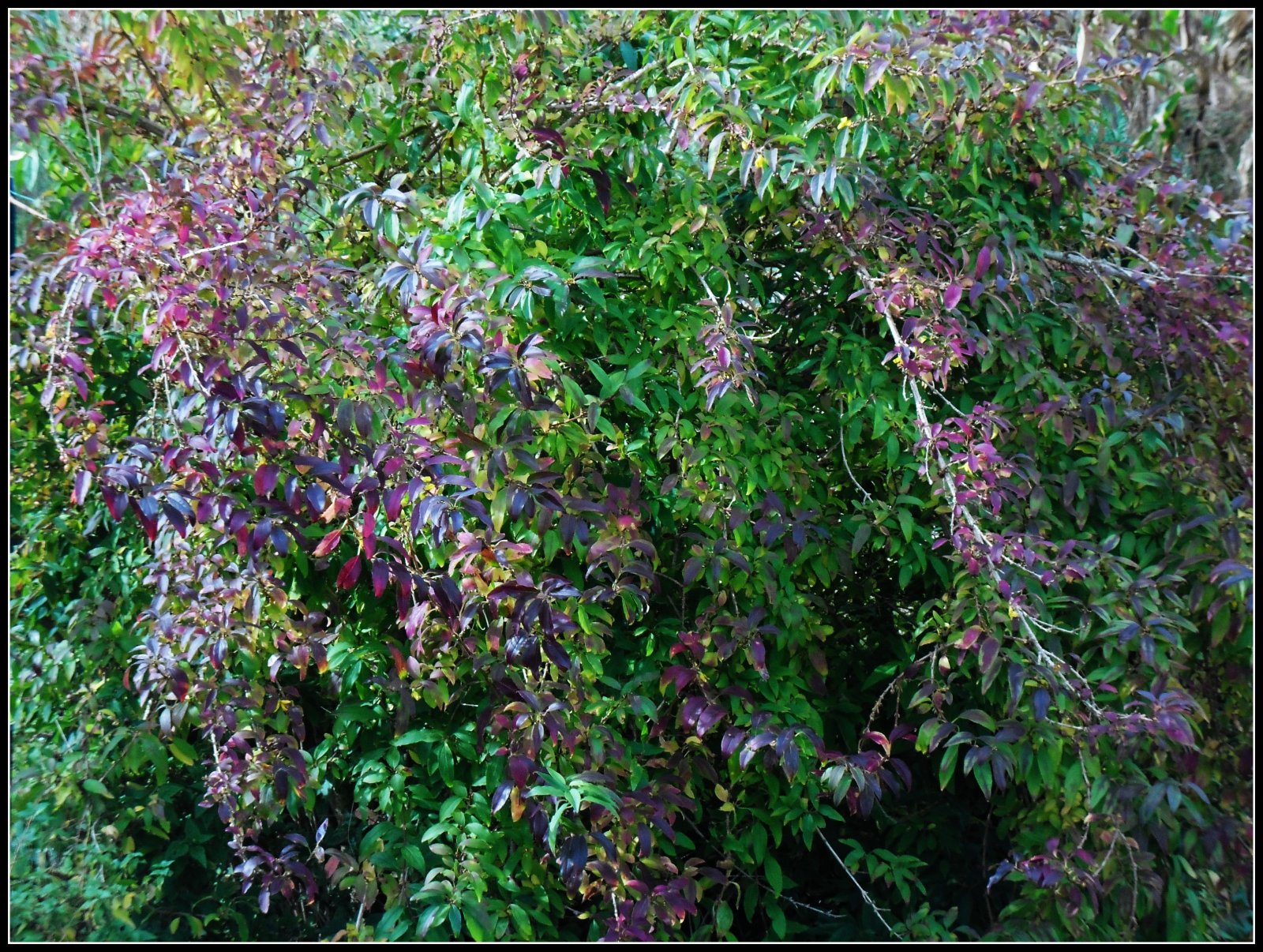 Fonds d'cran Nature Feuilles - Feuillages feuillages d'automne