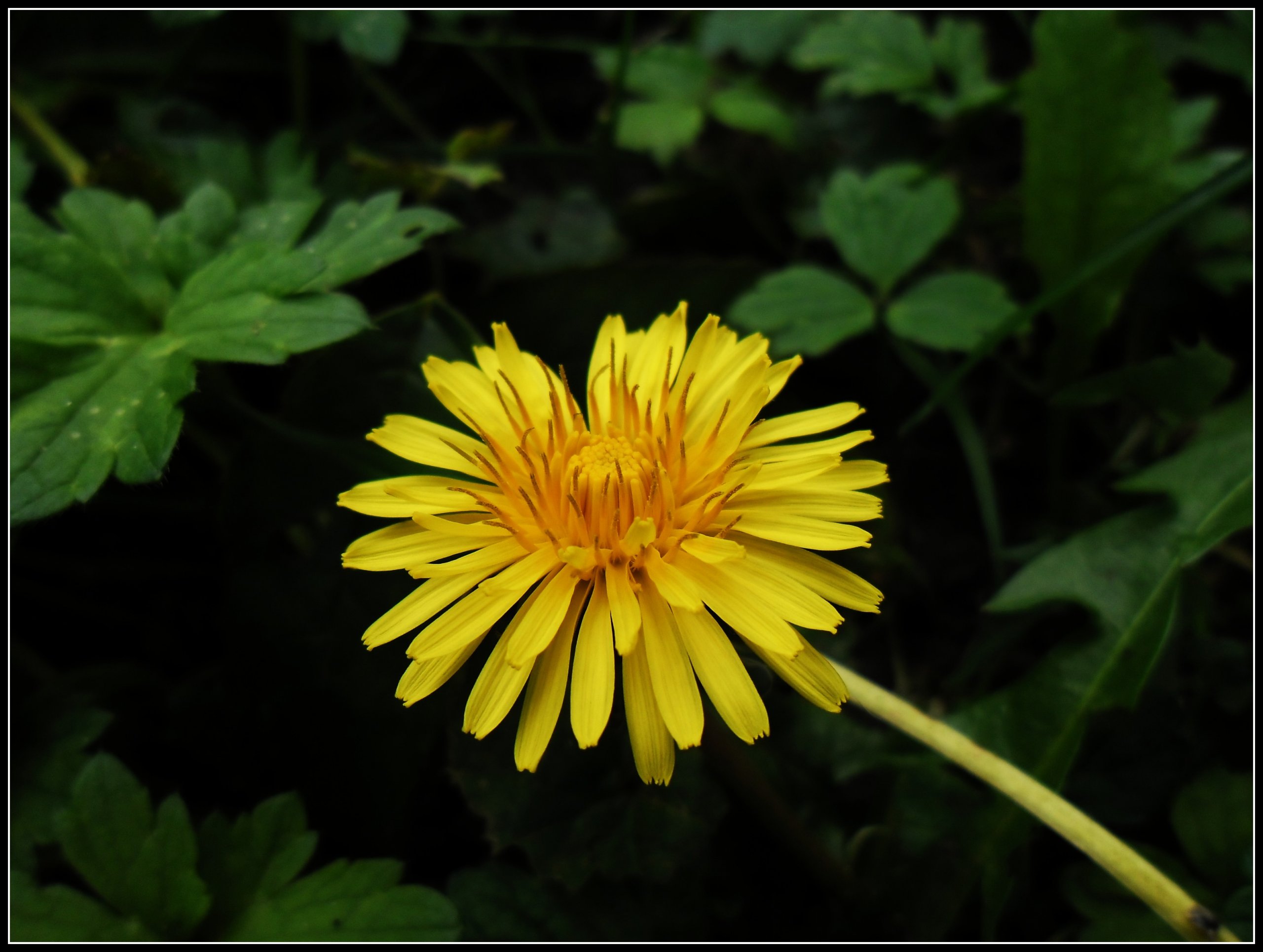 Wallpapers Nature Flowers pissenlit