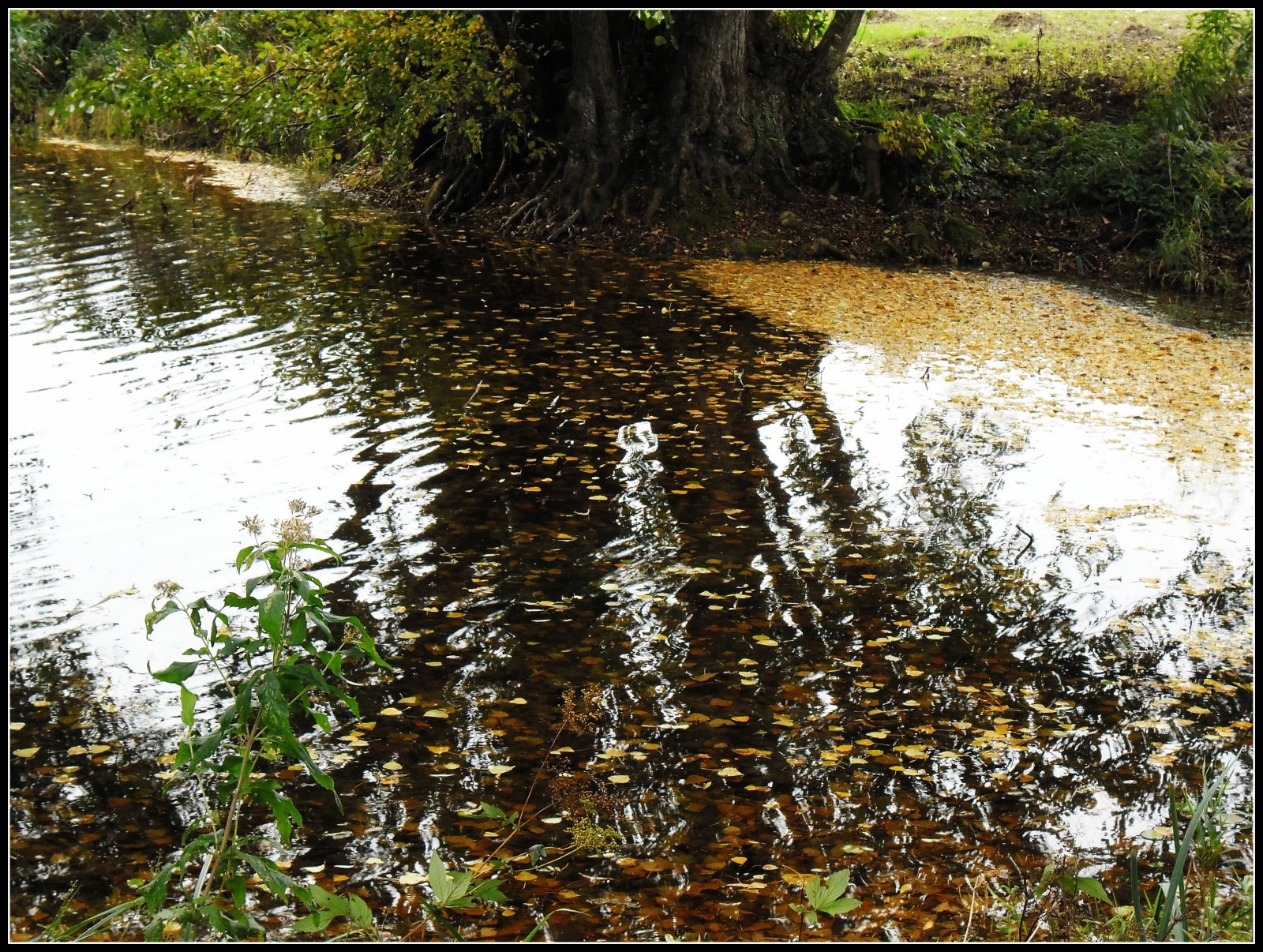 Wallpapers Nature Rivers - Torrents Marais de Sissonne