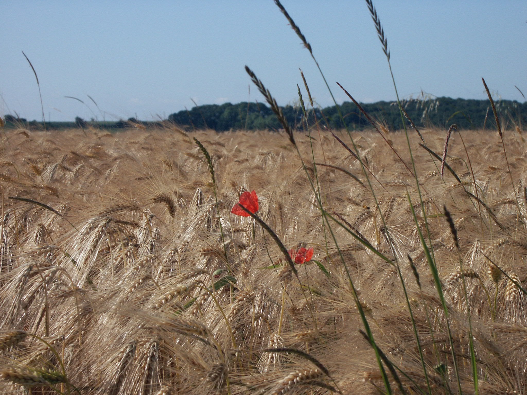 Wallpapers Nature Fields Solitude des coquelicots - Belgique