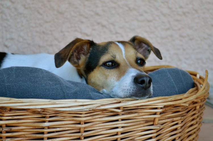 Fonds d'cran Animaux Chiens Casanier