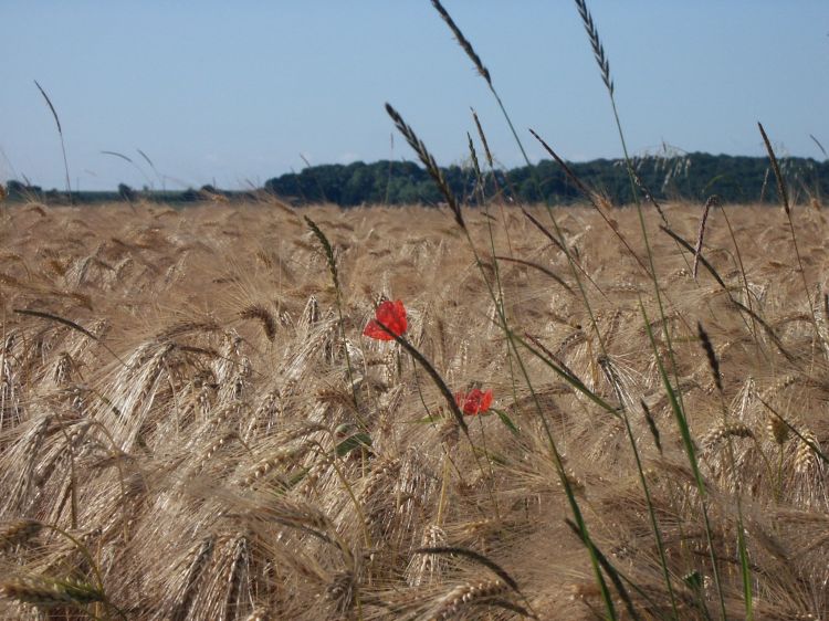 Wallpapers Nature Fields Solitude des coquelicots - Belgique